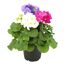 Becher-Primel 'Touch Me®' Trio 10,5 cm Topf