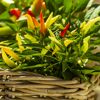 Naturtalent by toom® Bio Chili verschiedene Sorten 12 cm Topf