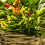 Verkleinertes Bild von Naturtalent by toom® Bio Chili verschiedene Sorten 12 cm Topf