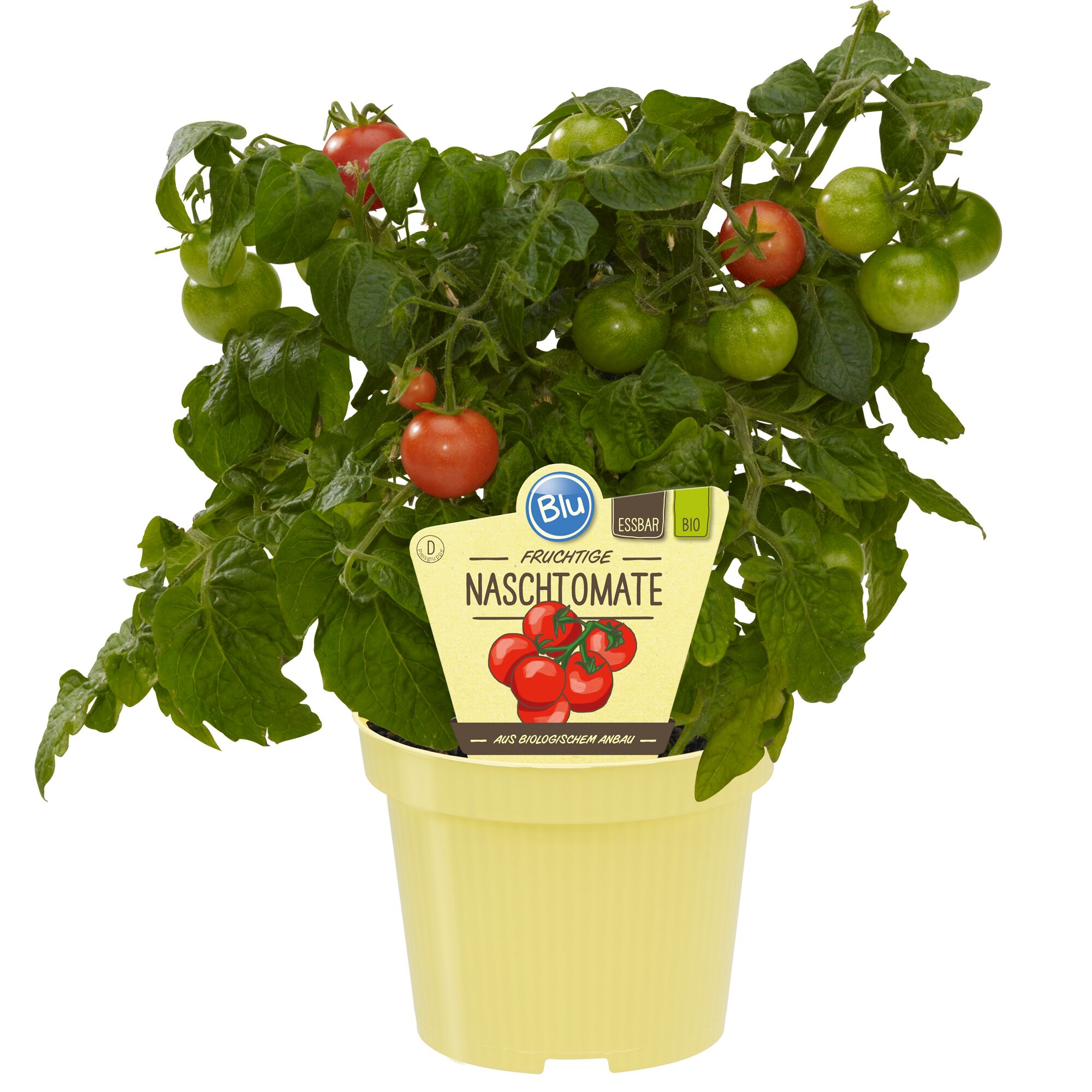 Bio-Naschtomate im Topf