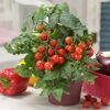 Topfpflanze mit roten und grünen Tomaten