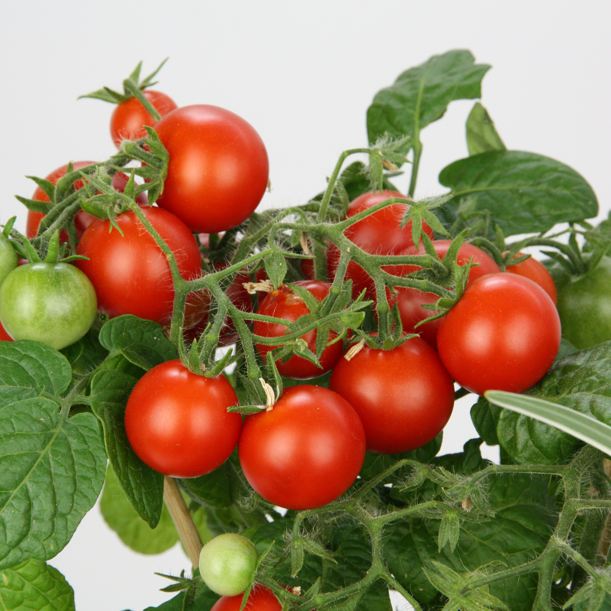 Bio-Naschtomate 12 cm Topf + product picture