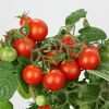 Tomatenpflanze mit reifen und grünen Tomaten.