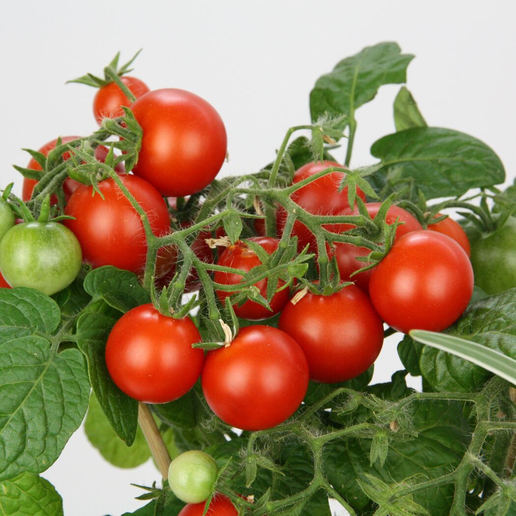 Tomatenpflanze mit reifen und grünen Tomaten.