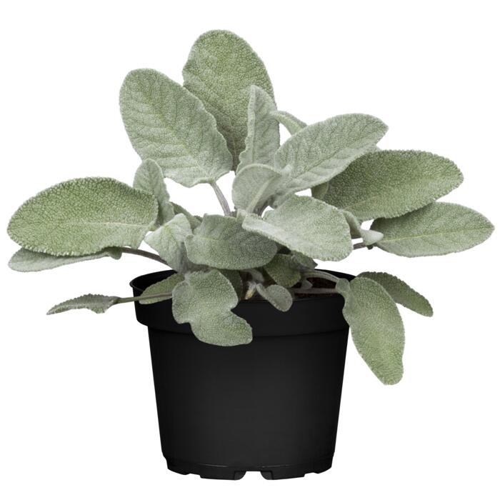 Naturtalent by toom® BioKräuter 'Süßigkeiten aus der Natur' 12 cm Topf