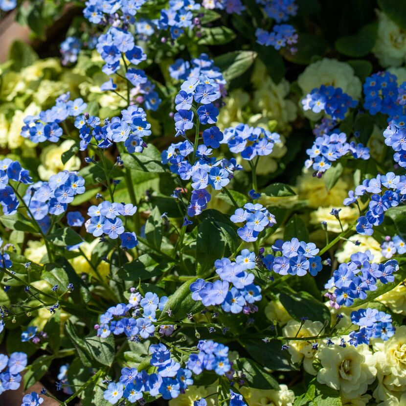 Beetpflanzen verschiedene Sorten blau/weiß, 14 cm Topf