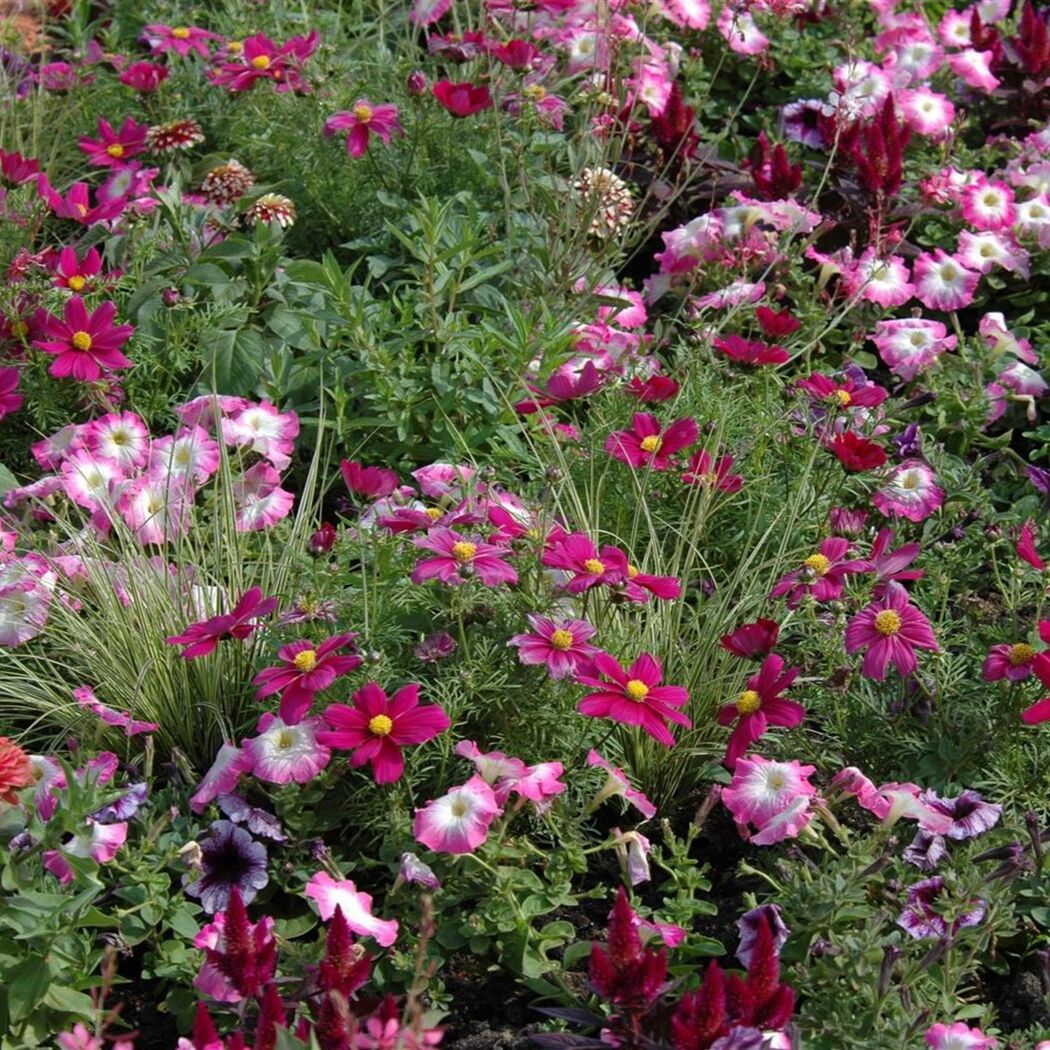 Beetpflanzen verschiedene Sorten pink, 14 cm Topf