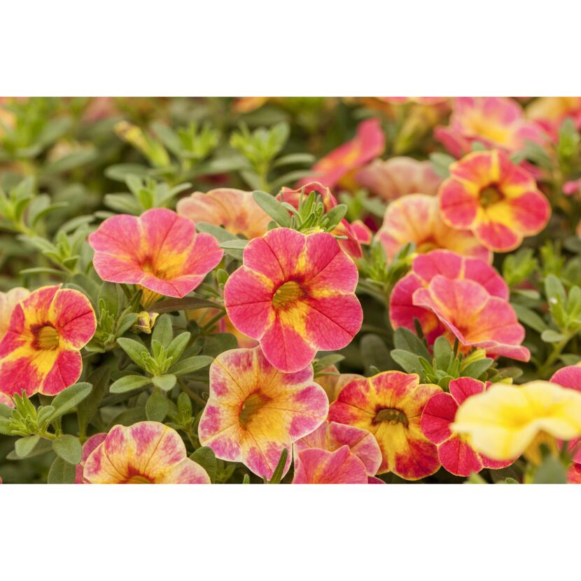 Calibrachoa Hybride Chameleon