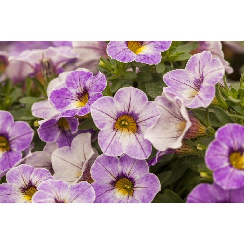 Calibrachoa Hybride Chameleon