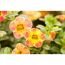 Nahaufnahme von gelben und rosa Calibrachoa-Blüten