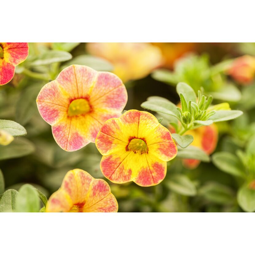 Nahaufnahme von gelben und rosa Calibrachoa-Blüten