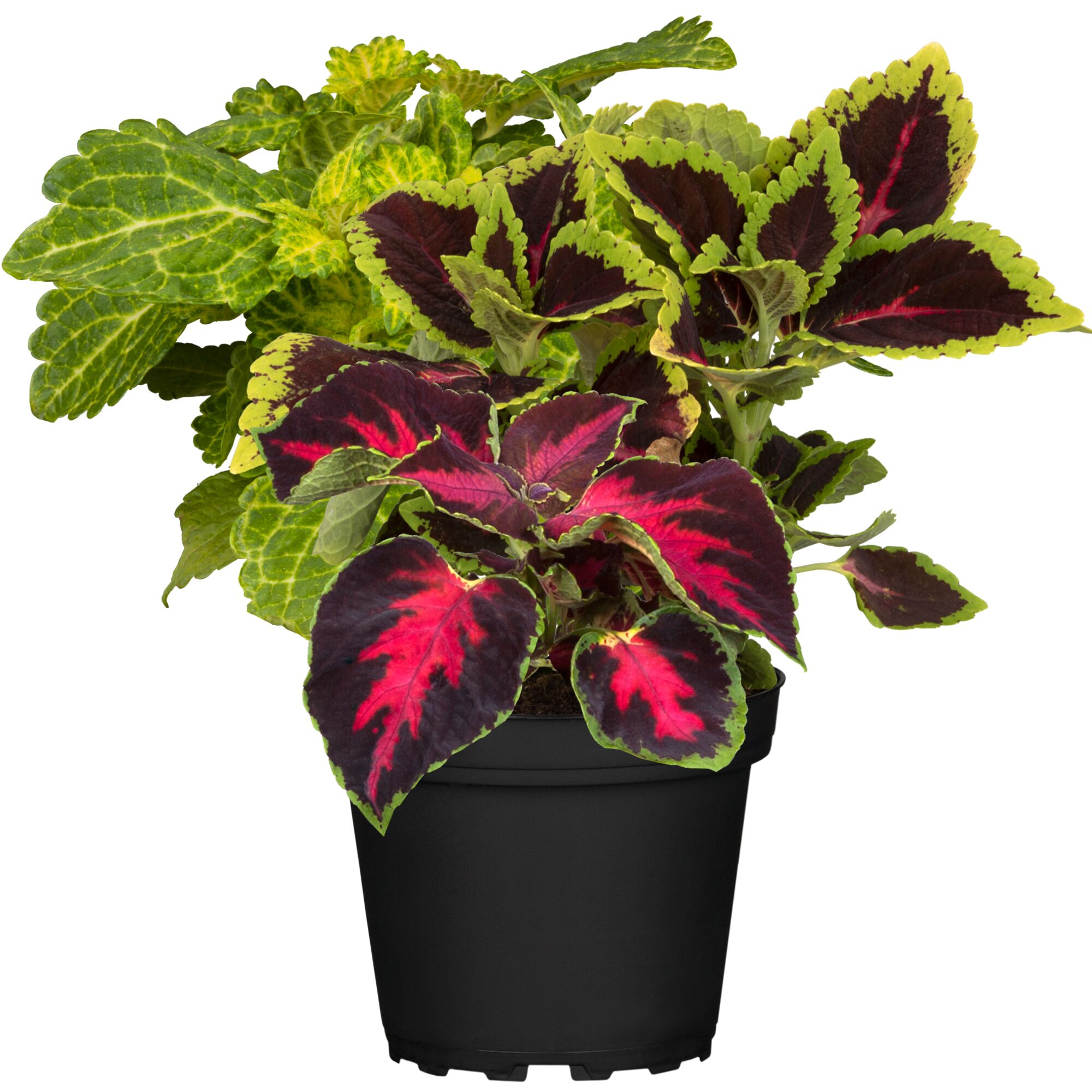 Coleus Trio in schwarzem Topf