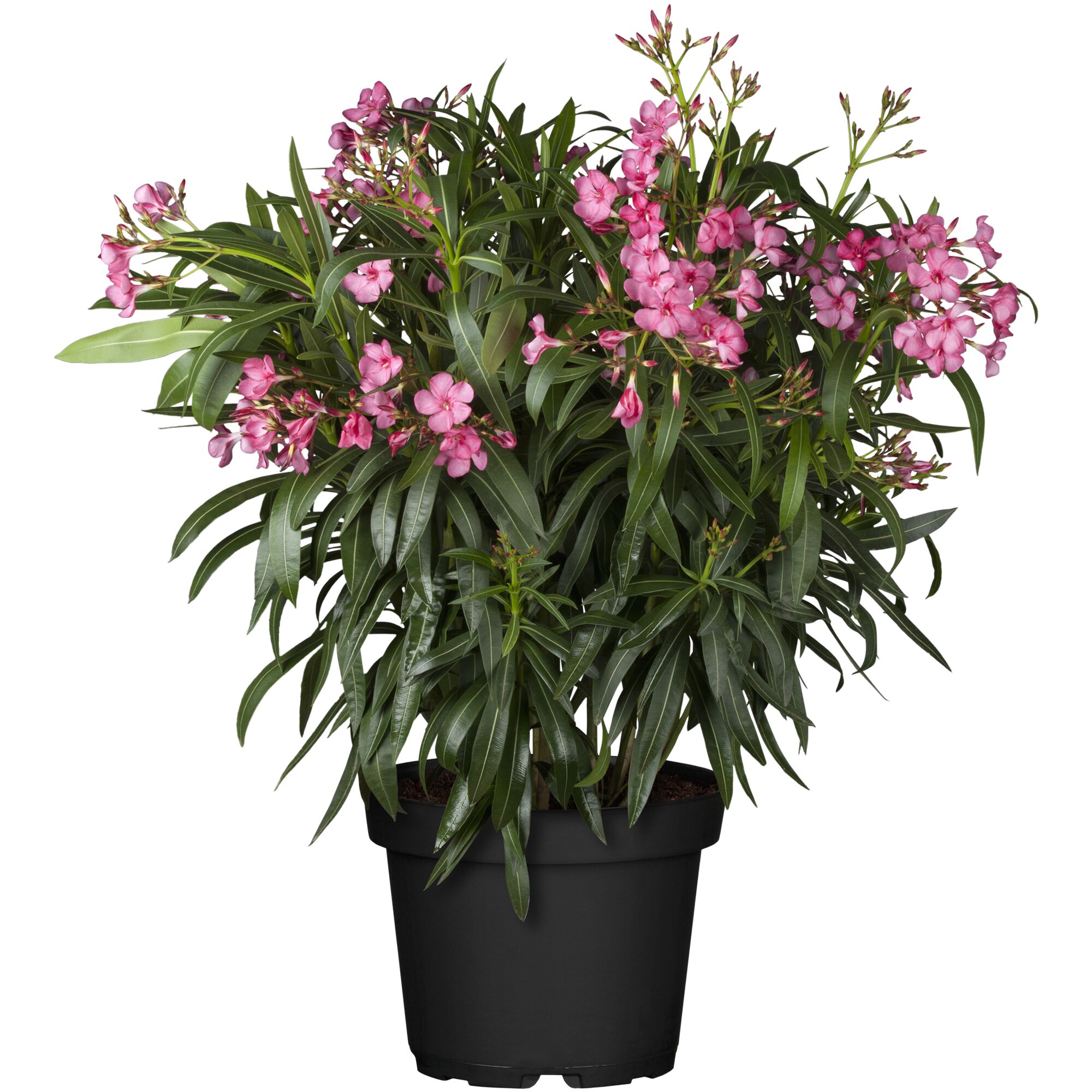 Oleander Busch mit rosa Blüten im schwarzen Topf
