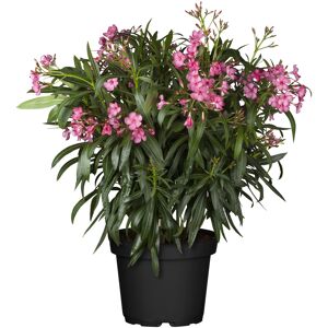 Oleander-Busch verschiedene Farben 80 bis 100 cm, 25 cm Topf