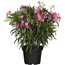Verkleinertes Bild von Oleander-Busch verschiedene Farben 80 bis 100 cm, 25 cm Topf