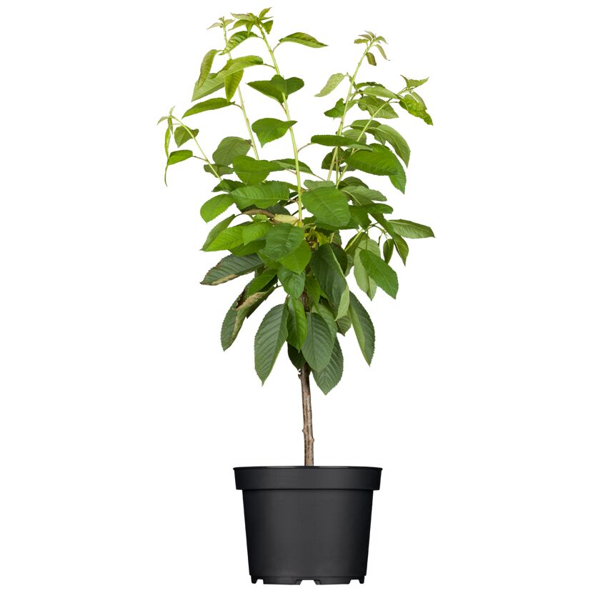 Junger Kirschbaum im Topf