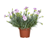 Landnelke 'Oriental' verschiedene Farben 22 cm Topf