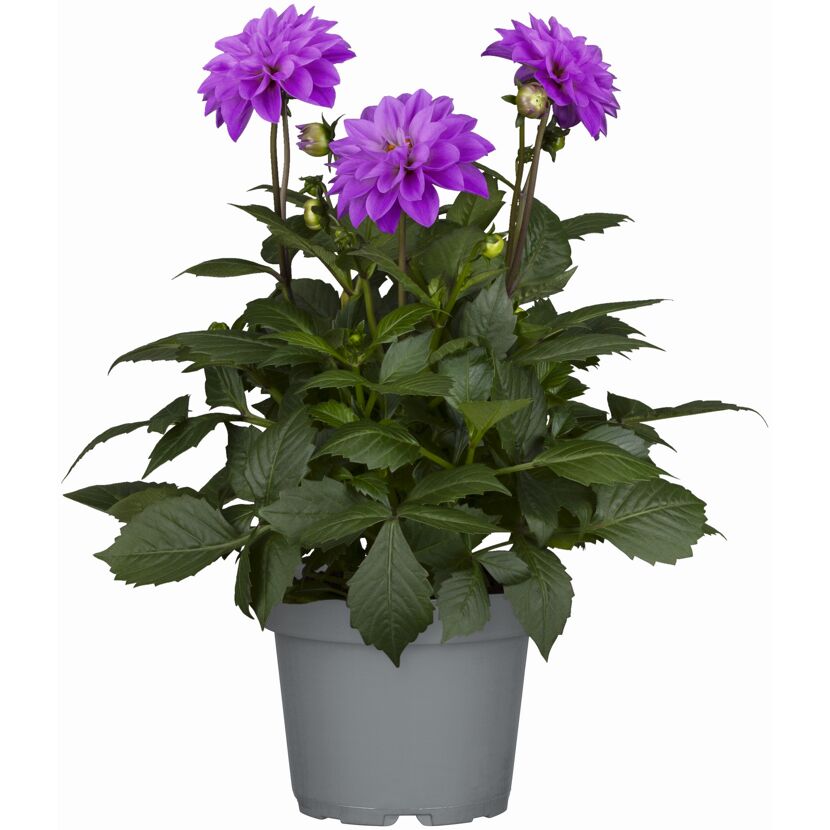 Dahlie verschiedene Farben 17 cm Topf