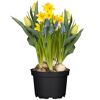 Blaue und gelbe Blumen im Topf