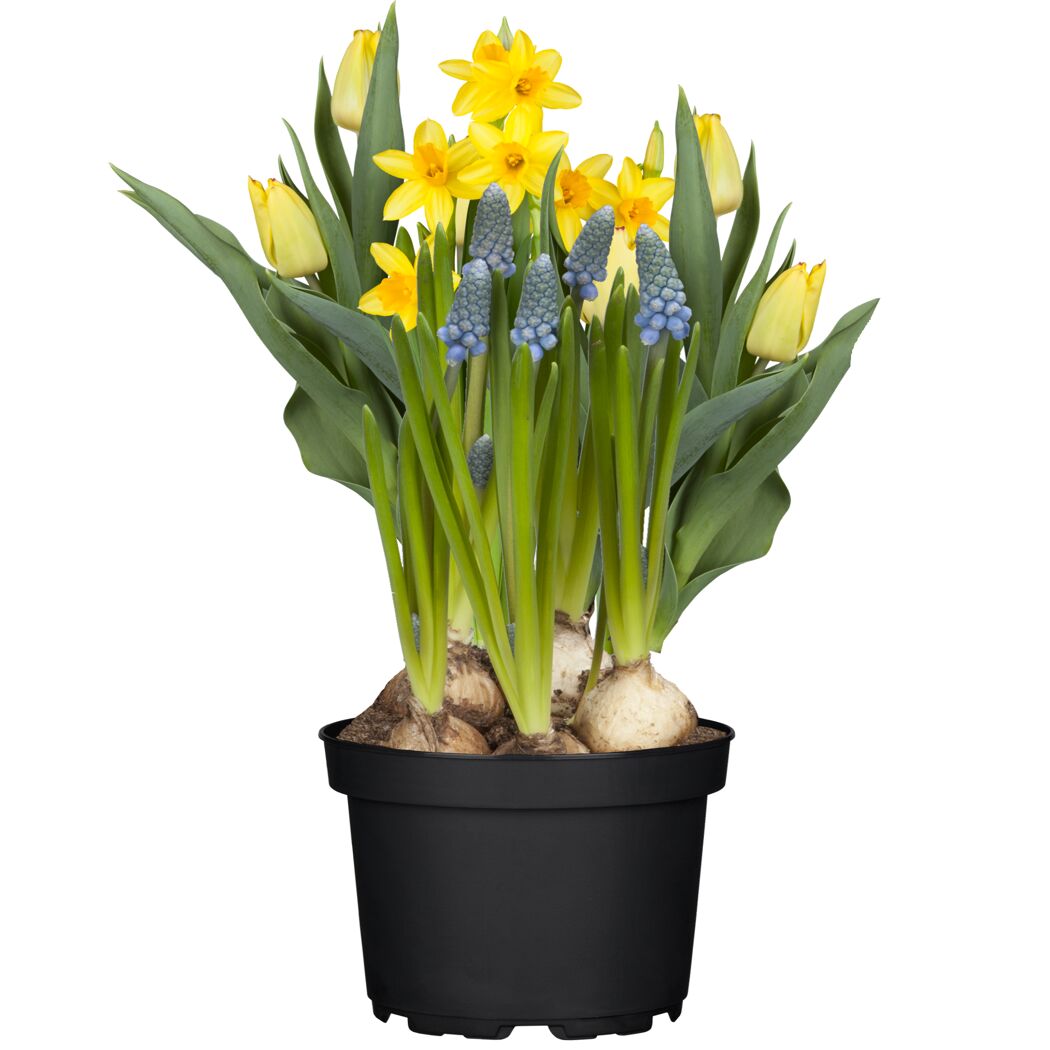 Blaue und gelbe Blumen im Topf