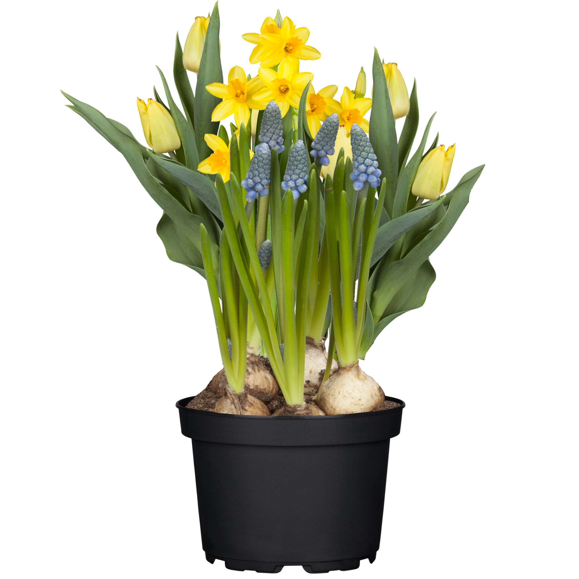 Blaue und gelbe Blumen im Topf