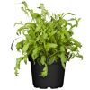 Rucola in einem schwarzen Topf
