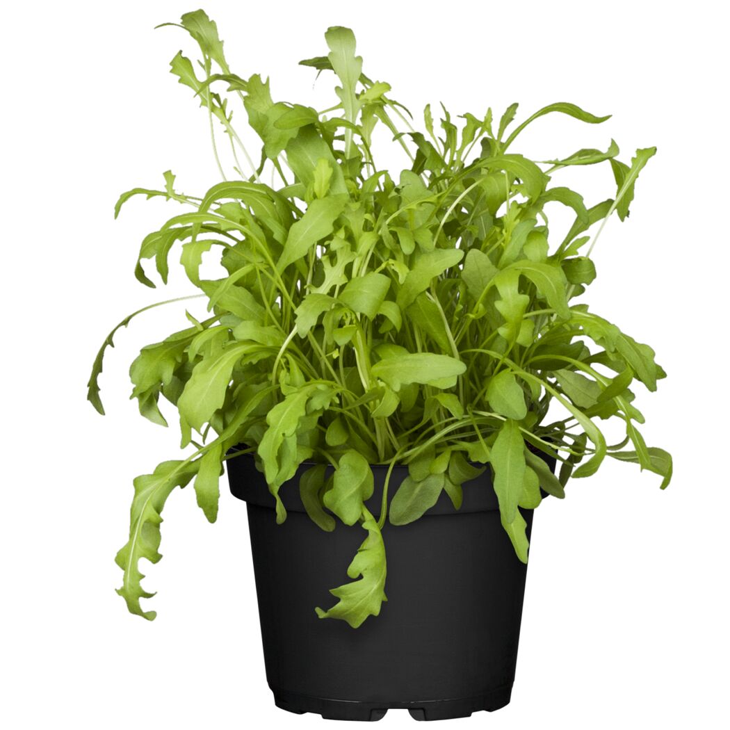 Rucola in einem schwarzen Topf