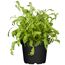 Rucola in einem schwarzen Topf