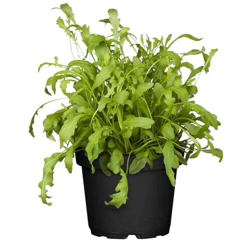 Rucola in einem schwarzen Topf