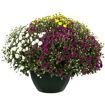 hauptbild