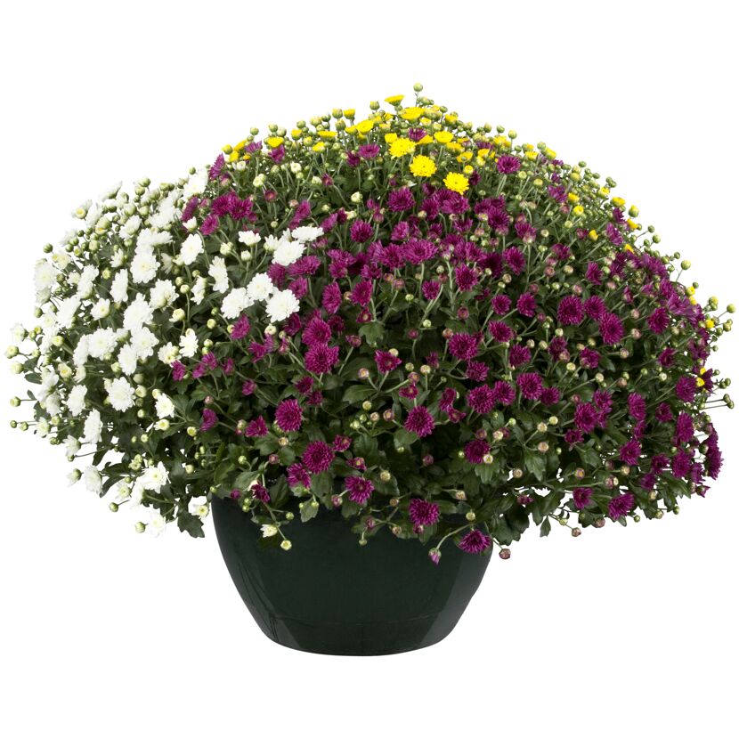 Chrysanthemen in Weiß, Gelb und Lila im Topf