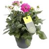 Dahlien verschiedene Farben 23 cm Topf