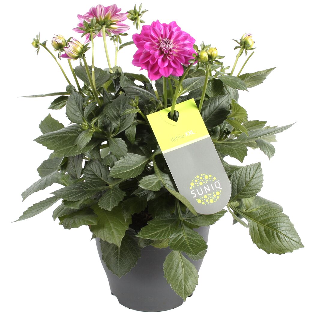 Dahlien verschiedene Farben 23 cm Topf
