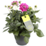 Dahlien verschiedene Farben 23 cm Topf