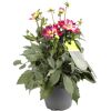 Dahlien verschiedene Farben 23 cm Topf