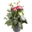 Dahlien verschiedene Farben 23 cm Topf
