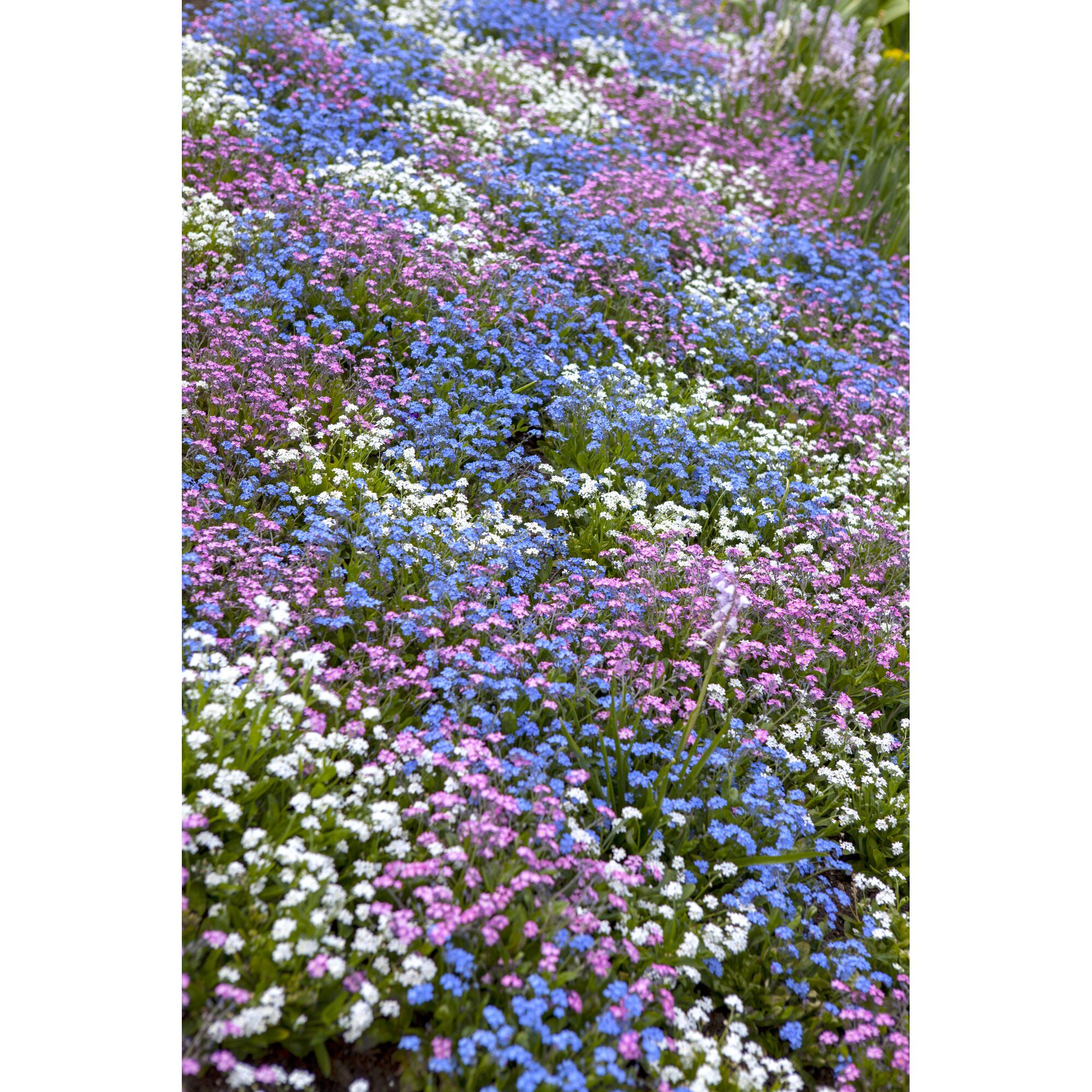 Blaue, rosa und weiße Vergissmeinnicht
