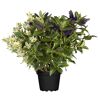 Strauchveronica Quattro Solitär 23 cm Topf
