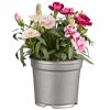 Topf mit rosa und roten Nelken.