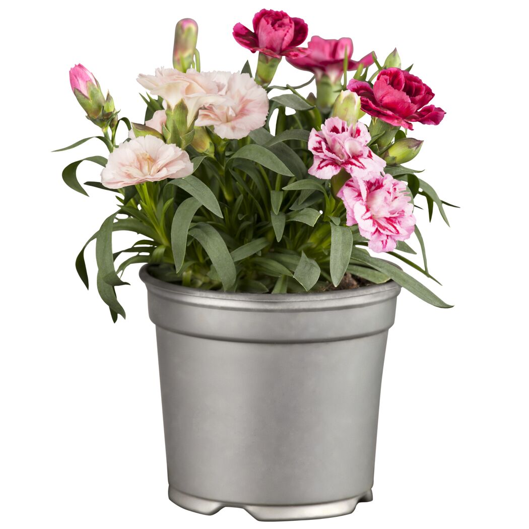 Topf mit rosa und roten Nelken.