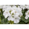 Weiße Geranienblüten