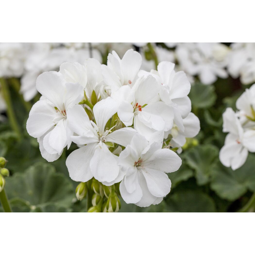 Weiße Geranienblüten