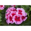 Nahaufnahme von rosa-roten Geranienblüten