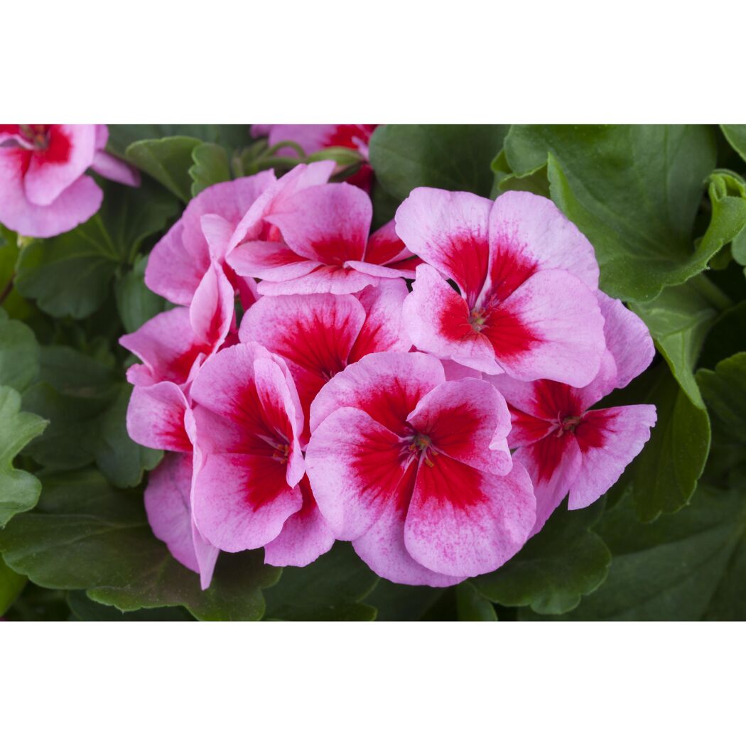 Nahaufnahme von rosa-roten Geranienblüten