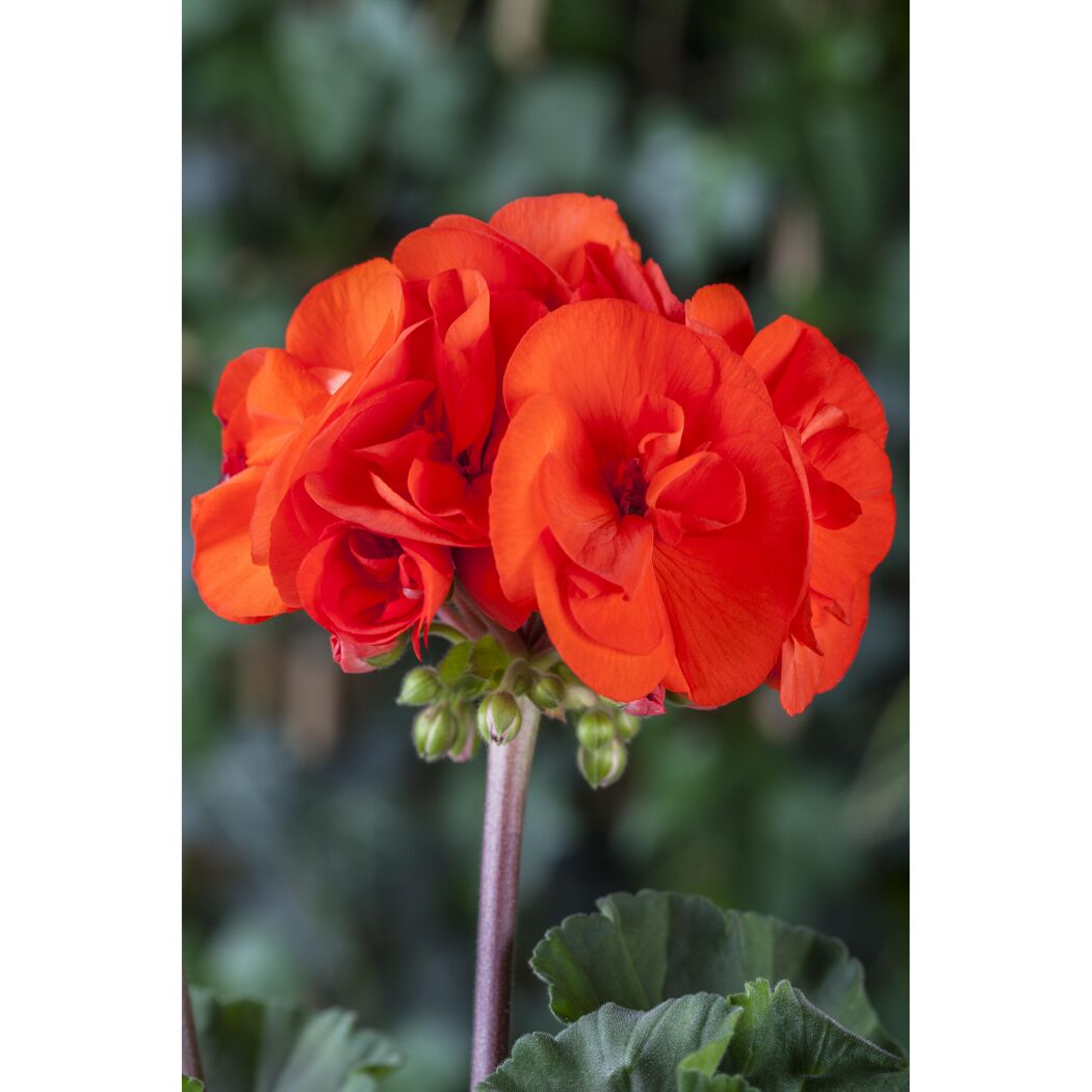 Nahaufnahme einer orangen Geranie