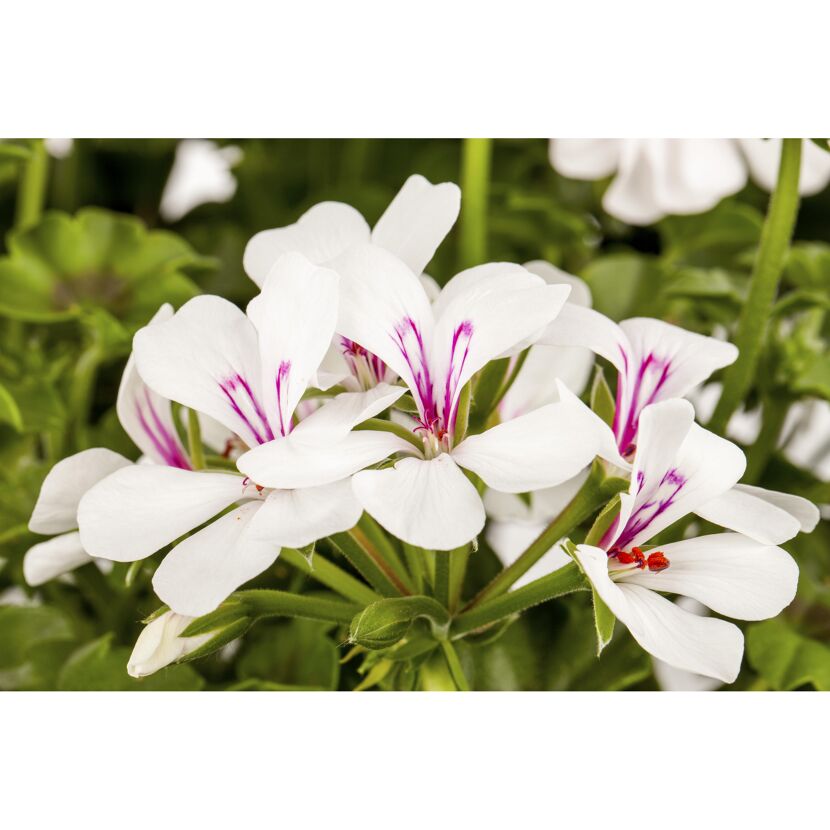 Weiße Geranienblüten mit pinken Streifen