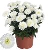 Weiße Aster im Topf