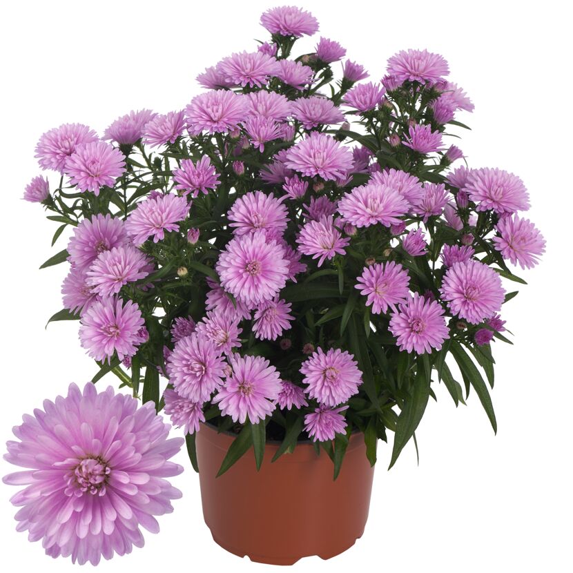 Lila Aster in einem Topf