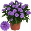 Lila Aster im Topf