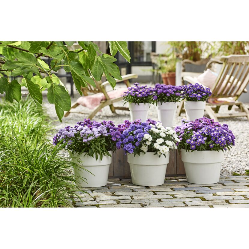 Lila und weiße Aster in weißen Töpfen